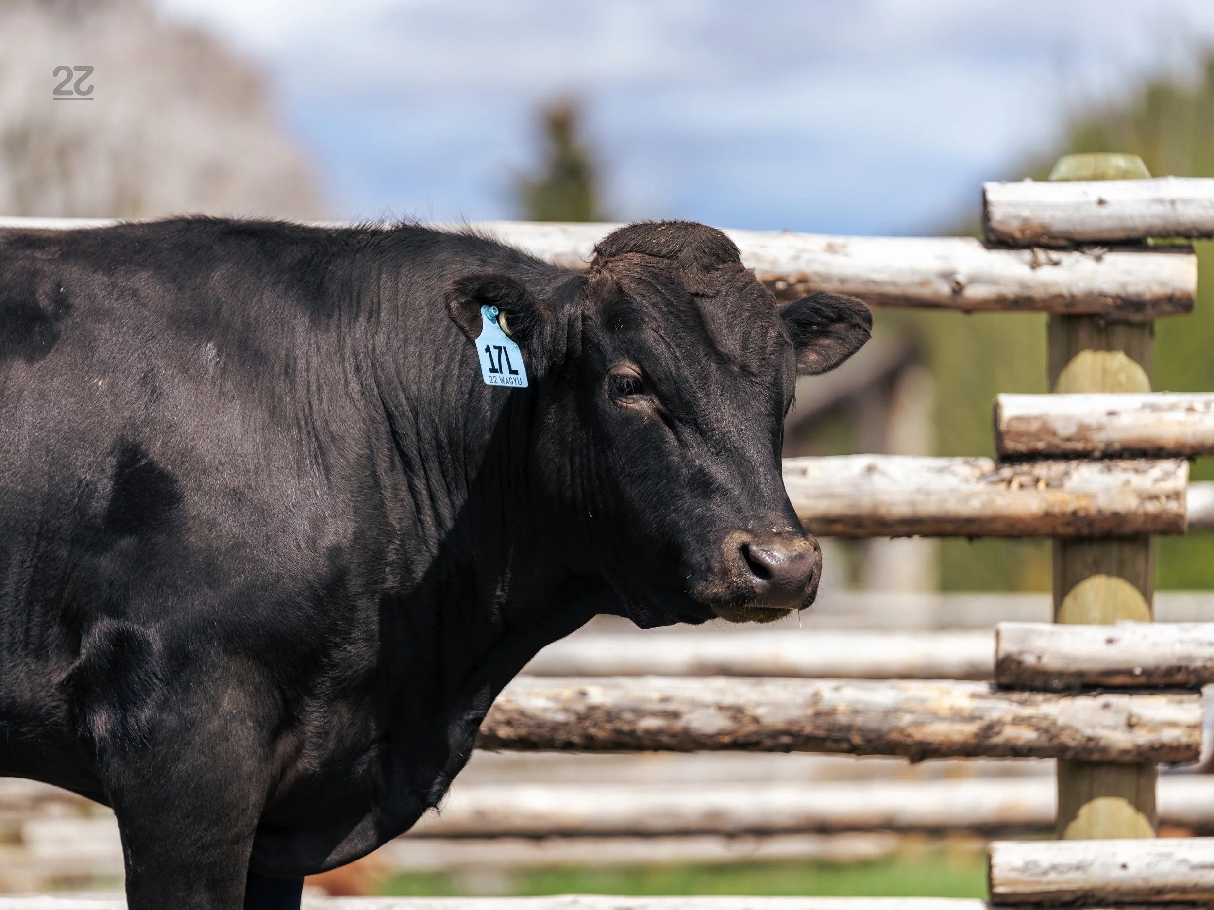 Herd Sires | Enhance Your Herd Today — 22 Wagyu